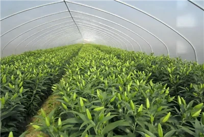Pel·lícula de protecció UV de 5 anys per a Lily
